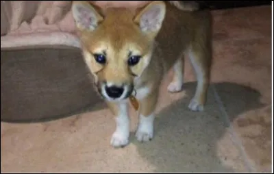 Fawkes Kitty est le ..... chien d'Ariana Grande