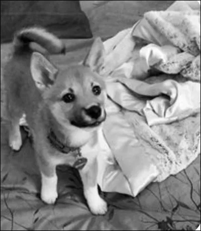 De quelle race est-il ?