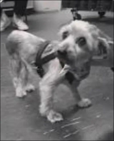 Strauss est le ..... chien d'Ariana Grande