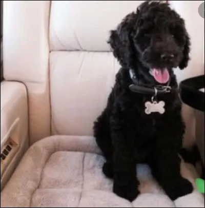 Sirius Black est le ..... chien d'Ariana Grande