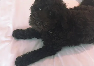 De quelle race est-il ?