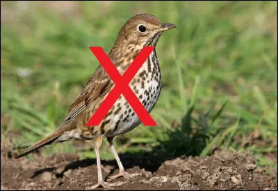 Selon le proverbe, que mange-t-on ''Fautes de grives'' ?