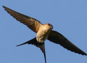 Quiz Migration des oiseaux en Corse