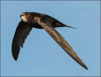 Quel est le nom de ce grand voyageur venant d'Afrique du Sud et qui ne se pose que pour se reproduire et nourrir ses petits ? (Il dort, mange en volant le reste de l'année et il peut atteindre des vitesses de 200 km/h ! : )