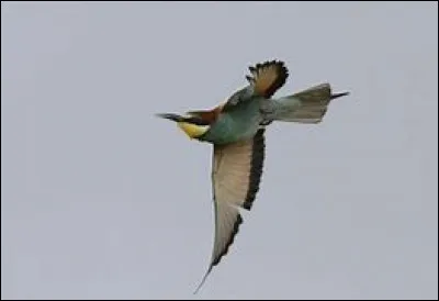 Quel est le nom de cet oiseau multicolore que l'on appelle aussi le chasseur d'Afrique, il fait son nid dans un terrier au sol pouvant atteindre presque 2 m de longueur ? (10 000 individus environ sont comptés chaque année sur le camp de Prunete.)