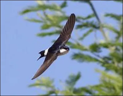 Parmi les 5 espèces d'hirondelles de passage sur le site de Prunete, quel est le nom de celle-ci ? (Prunete est un site de migration majeur pour les hirondelles.)