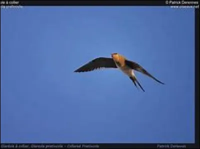 Cet oiseau migrateur peu commun a été observé pour le plus grand plaisir des spotteurs (personnes qui identifient et comptent les oiseaux sur les camps de suivi de migration). Saurez-vous le reconnaître ?