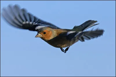 Quel est ce passereau granivore (mangeur de graines) que l'on retrouve dans les jardins et forêts ?