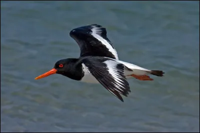 Parmi les oiseaux migrateurs, il y a aussi les oiseaux marins et limicoles. Quelle est cette espèce dont 1 individu a été observé en 2020 sur le camp de Prunete ?