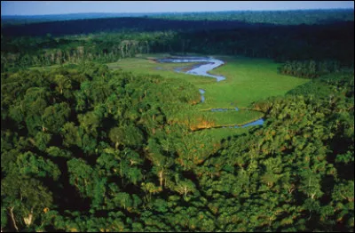 Je suis une forêt tropicale située dans un pays portant le même nom. J'abrite parmi d'autres animaux, un animal avec des grandes oreilles et un grand mammifère qui grimpe aux arbres. Que suis-je ?