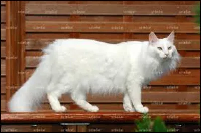 Comment se nomme cette race de chat ?