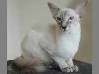 Comment s'appelle cette race de chat ?