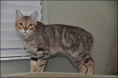 Quel est le nom de cette race de chat ?