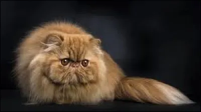 Comment s'appelle cette race de chat ?
