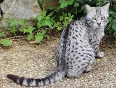 Quel est le nom de cette race de chat ?