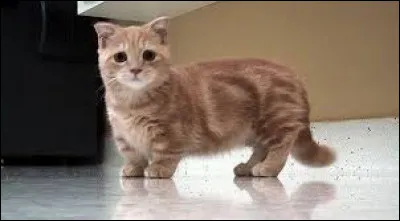 Comment s'appelle la race de ce chat ?