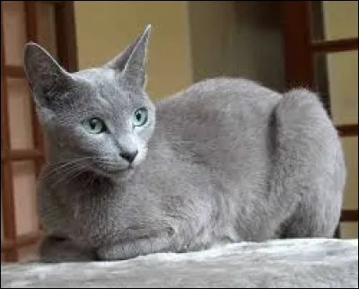 Comment se nomme la race de ce chat ?