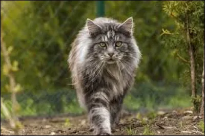 Comment se nomme la race de ce chat ?