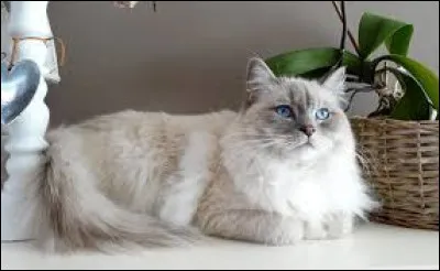 Comment se nomme la race de ce chat ?
