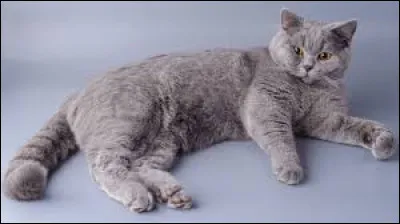 Quelle est la race de ce chat ?