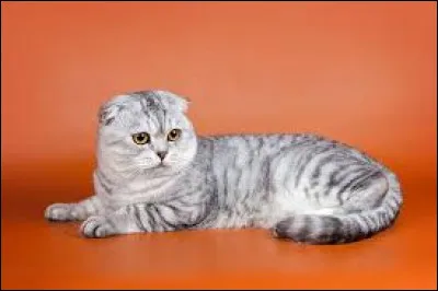 Comment se nomme cette race de chat ?