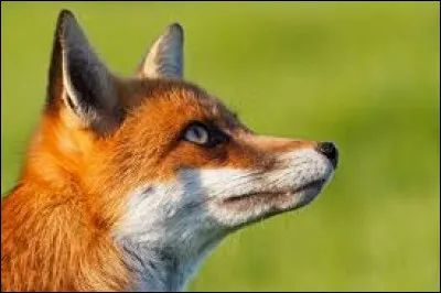 Quel mot convient le mieux au renard d'apr&egrave;s une expression ?