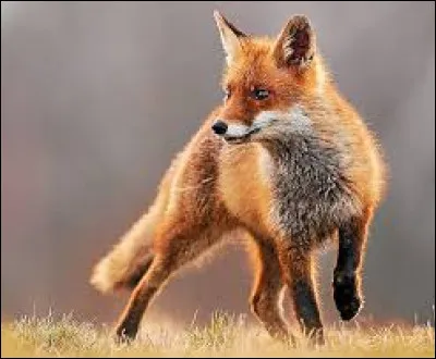 Quel est le nom de ce groupe d'&eacute;dition fran&ccedil;ais et une collection de guides touristiques fran&ccedil;ais et internationaux ?