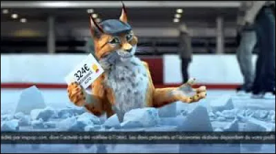 Dans une publicit&eacute; de comparateur d'assurance, comment le lynx est-il ?
