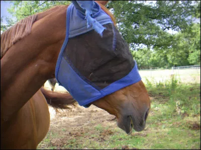 On t'agace, que fais-tu ?