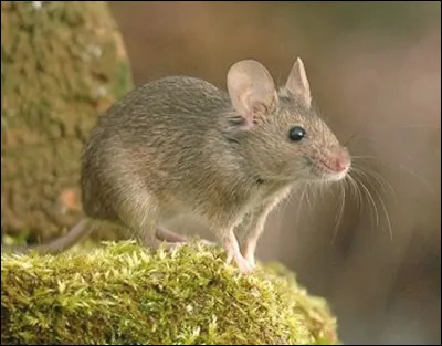 On utilise la bile de souris pour...