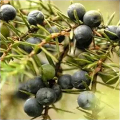 Quels remèdes utilise-t-on pour soigner les maux de ventre ?