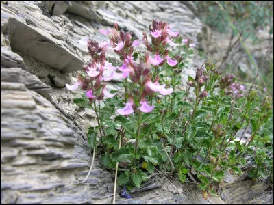 Les feuilles de chasse-fièvre avalées servent à...