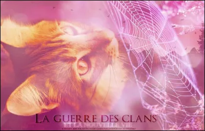 Quels remèdes utilise-t-on pour soigner les fractures ou autres blessures ?