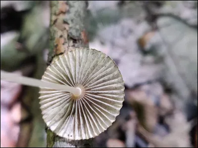 Comment se nomme le cercle auquel se rattachent les lames ?