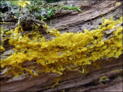 Comment se nomme ce stade ?