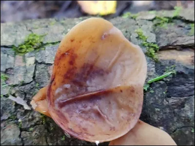 Quel est le genre de ce spécimen ?