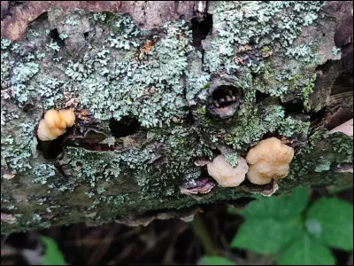 Il y a deux spécimens sur la photo. Un des deux nous aide à identifier l'autre. Quel est son nom ?