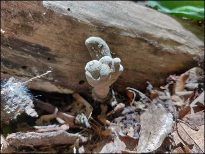 Qu'est-ce que je sens ?