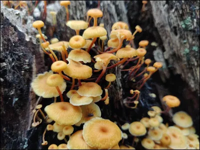 Si on me trouve sur feuillus quelles sont les possibilités ?