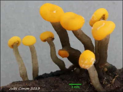 Où a-t-on le plus de chance de trouver ce spécimen ?