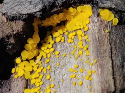 Sur quel polypore peut-on, principalement, retrouver ce spécimen ?