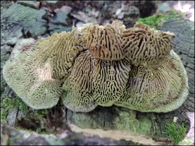 Quel adjectif décrit ce type de pores ?