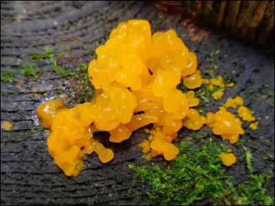 Comment différencier ce spécimen de son sosie ?