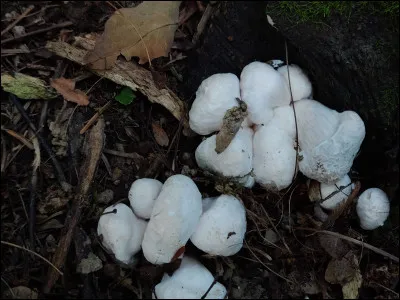 Quel est le champignon, parmi les suivants, qui peut être avorté ?