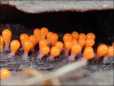 Comment se nomme le pied de ce spécimen ?