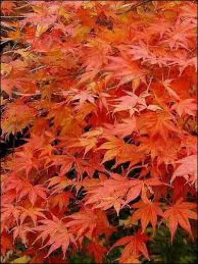 On peut voir une feuille d'érable sur le drapeau canadien.