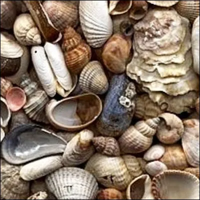 Quel mollusque est élevé en vénériculture ?