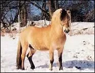 Que dit-on  Saumur ? 'Le cavalier est un homme ...