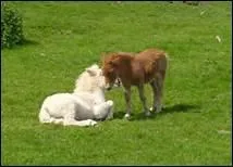 D'o provient ce conte : 'Je suis cheval aujourd'hui ! ... Mais de mon vivant j'tais femme' ?