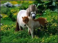 Dans la pice 'Les Fcheux', quel dramaturge rend hommage au cheval ?